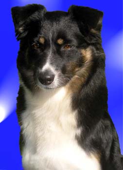 bembi