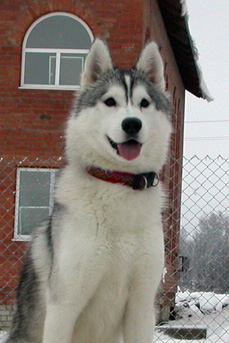 meri