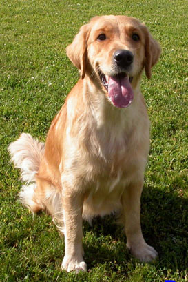 sanni
